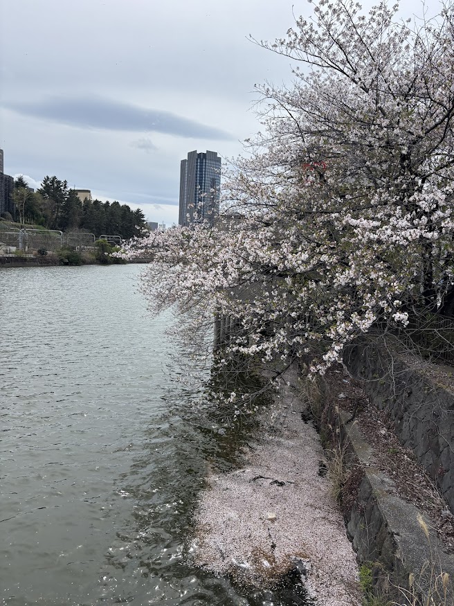 市ヶ谷橋からの桜