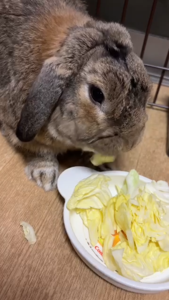 ウサギさんの咀嚼音動画のサムネール