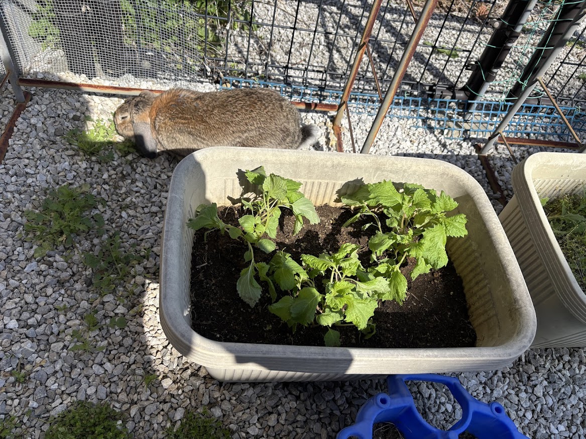 庭のプランターに植えた野菜とウサギさん