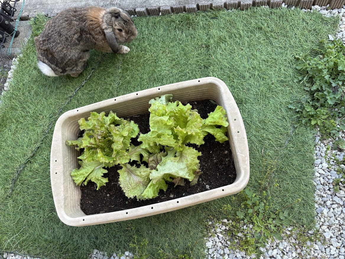 庭のプランターに植えた野菜とウサギさん