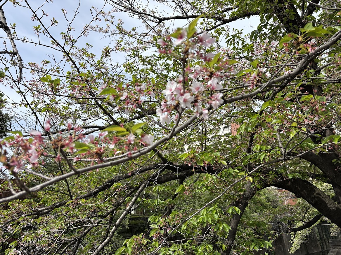 石神井川 加賀さくら橋の葉桜