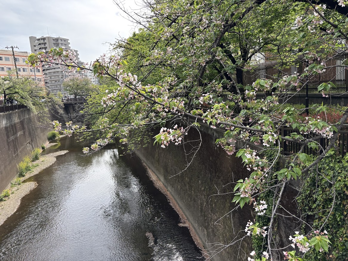 石神井川 加賀さくら橋の葉桜