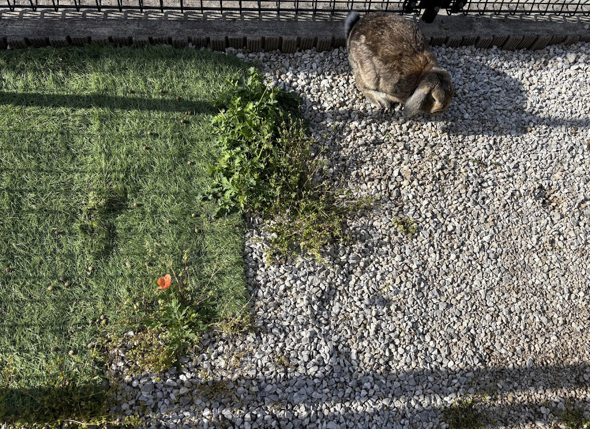 庭のナガミヒナゲシ？ヒナゲシの花とウサギさん