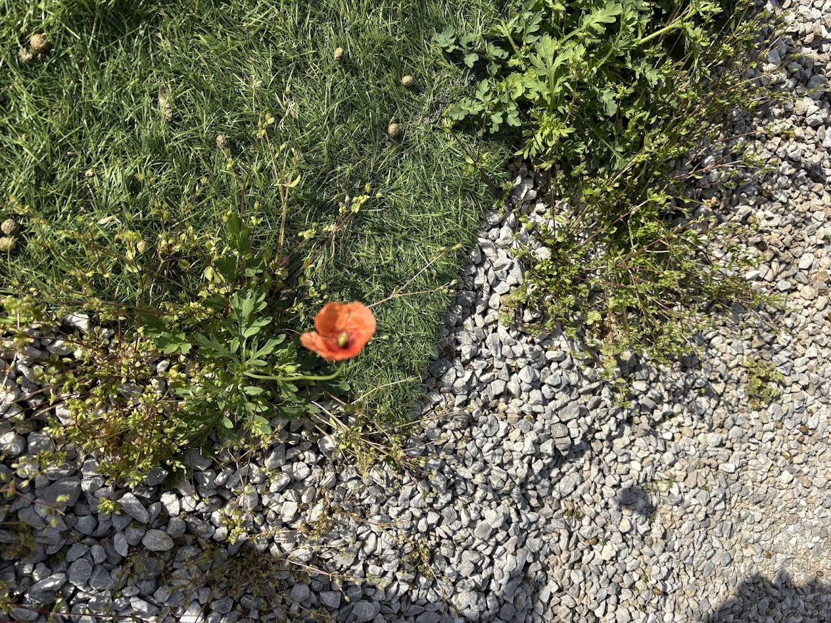 庭のナガミヒナゲシ？ヒナゲシの花