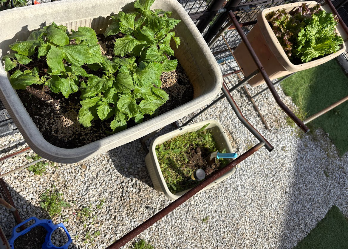 育ってきた庭のプランターに植えられた野菜