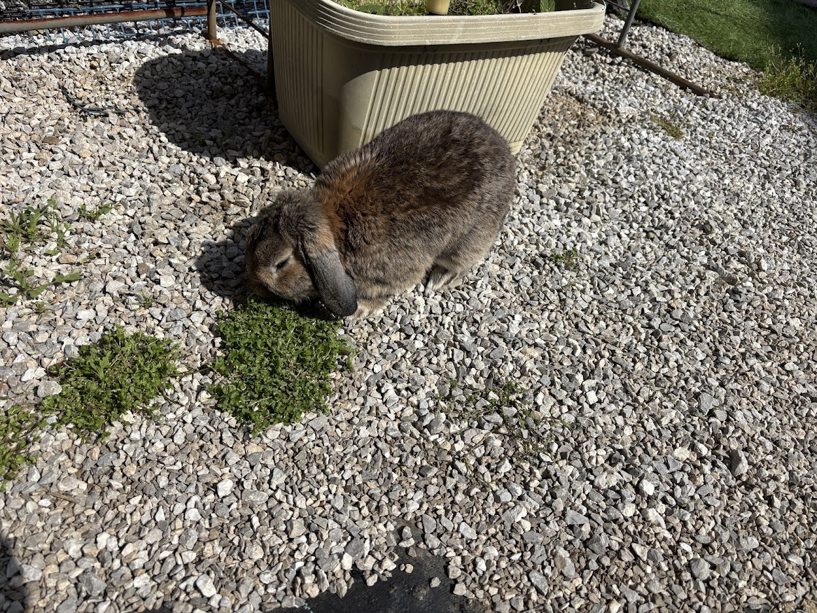 庭の雑草を食べるウサギさん