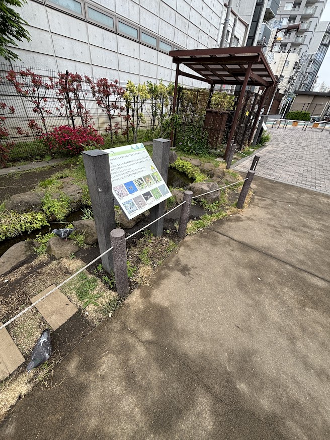 武蔵小山緑道公園のビオトープ