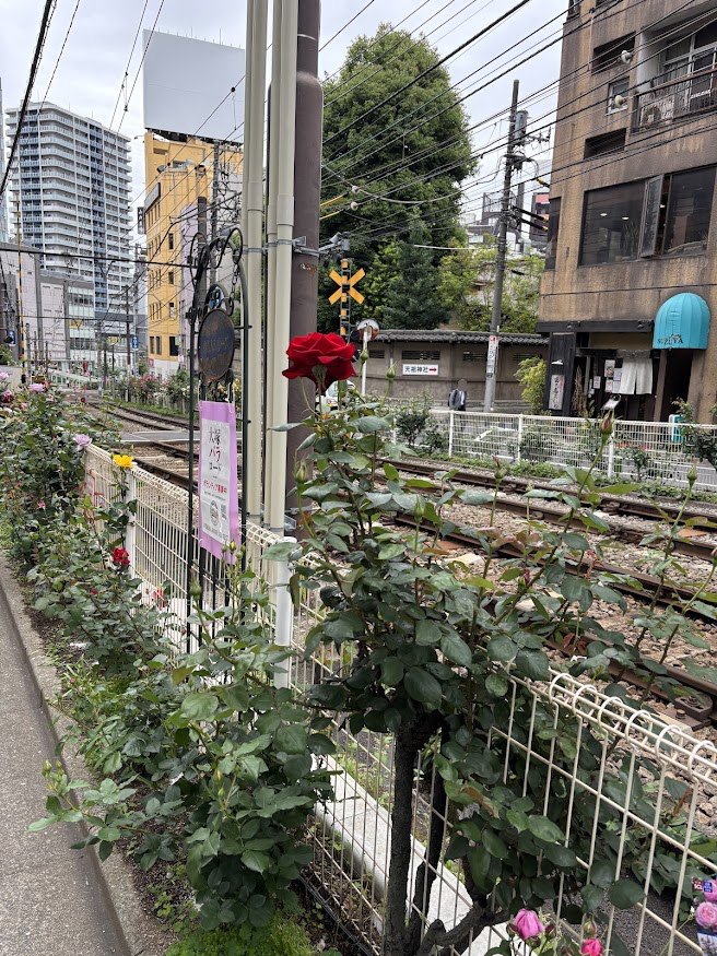 都電荒川線（東京さくらトラム）の大塚駅近く、大塚バラロード