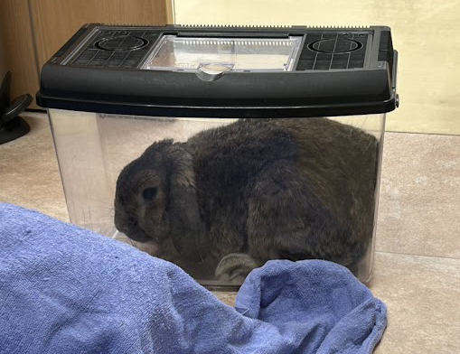 東京都小平市のにれのき動物病院で診察を受けるウサギさん