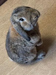 うたっち（ウサギが後ろ足で立ち上がり、前足を空中に浮かせた姿勢のこと。）するウサギさん