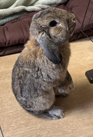 うたっち（ウサギが後ろ足で立ち上がり、前足を空中に浮かせた姿勢のこと。）するウサギさん