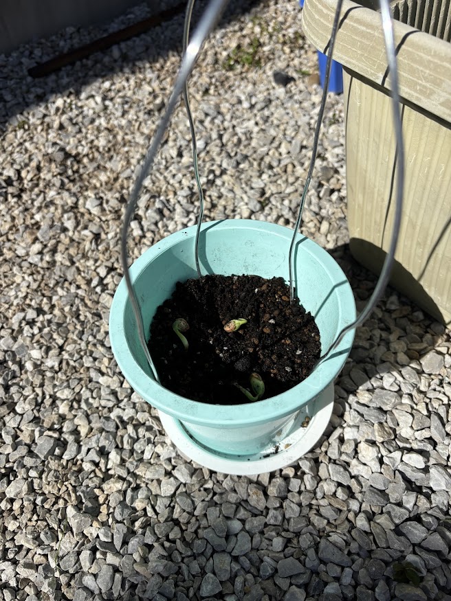 どうにか土を集めて植え直した枝豆の鉢