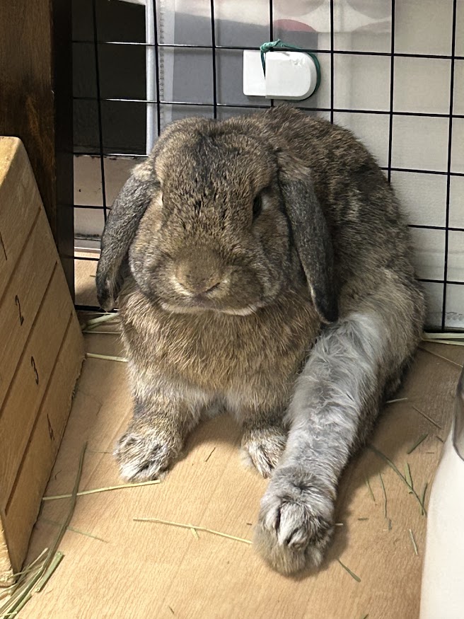 足を伸ばしっぱなしなウサギさん