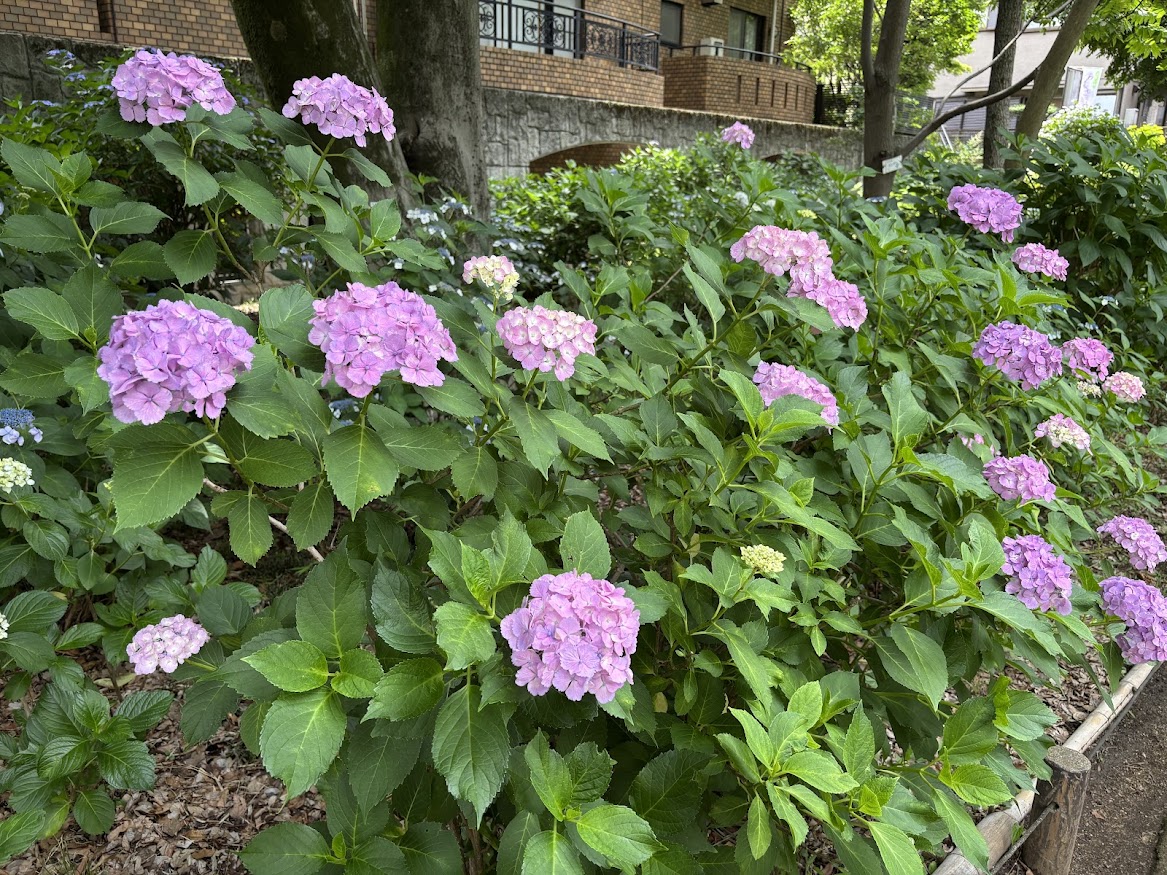 狭山・境緑道 散策の途中にあじさい公園で紫陽花