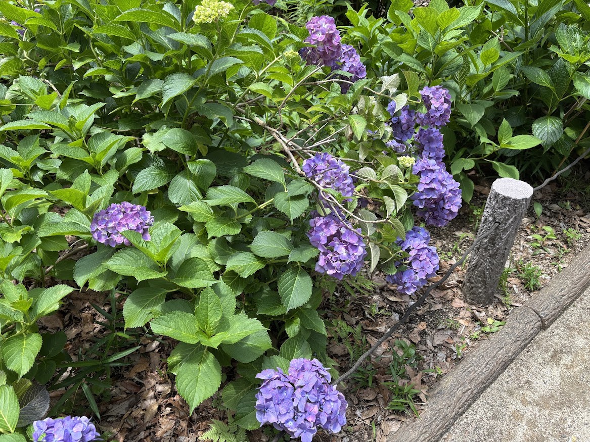 狭山・境緑道 散策の途中にあじさい公園で紫陽花