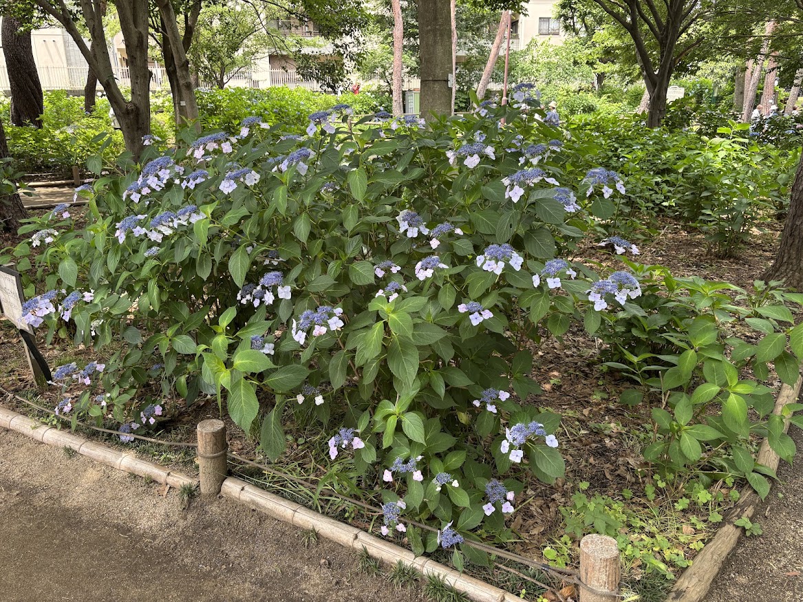 狭山・境緑道 散策の途中にあじさい公園で紫陽花