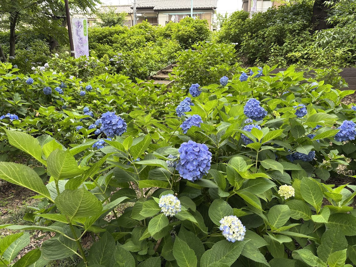 狭山・境緑道 散策の途中にあじさい公園で紫陽花