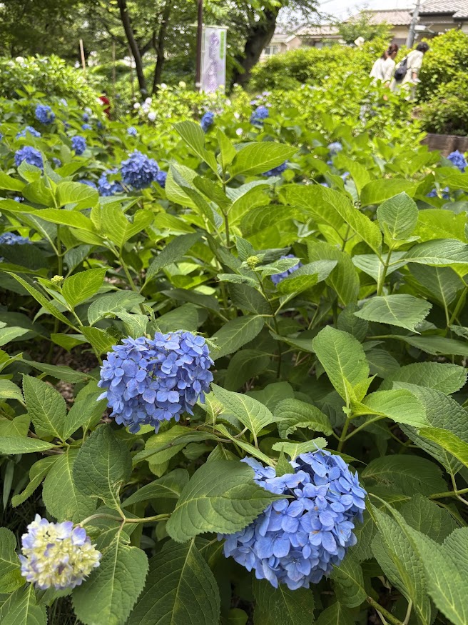 狭山・境緑道 散策の途中にあじさい公園で紫陽花