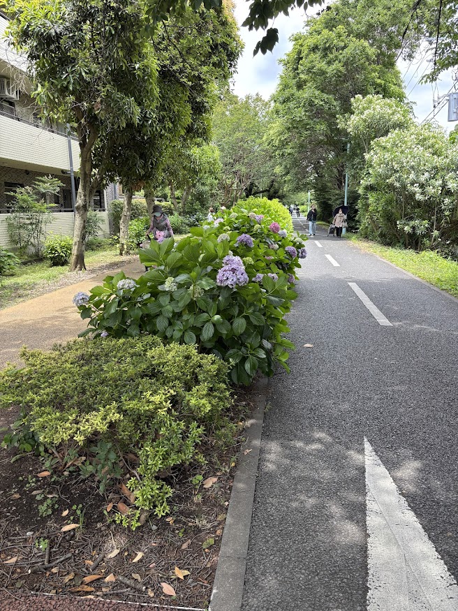 東京都道253号保谷狭山自然公園自転車道線（多摩湖自転車歩行者道）の紫陽花