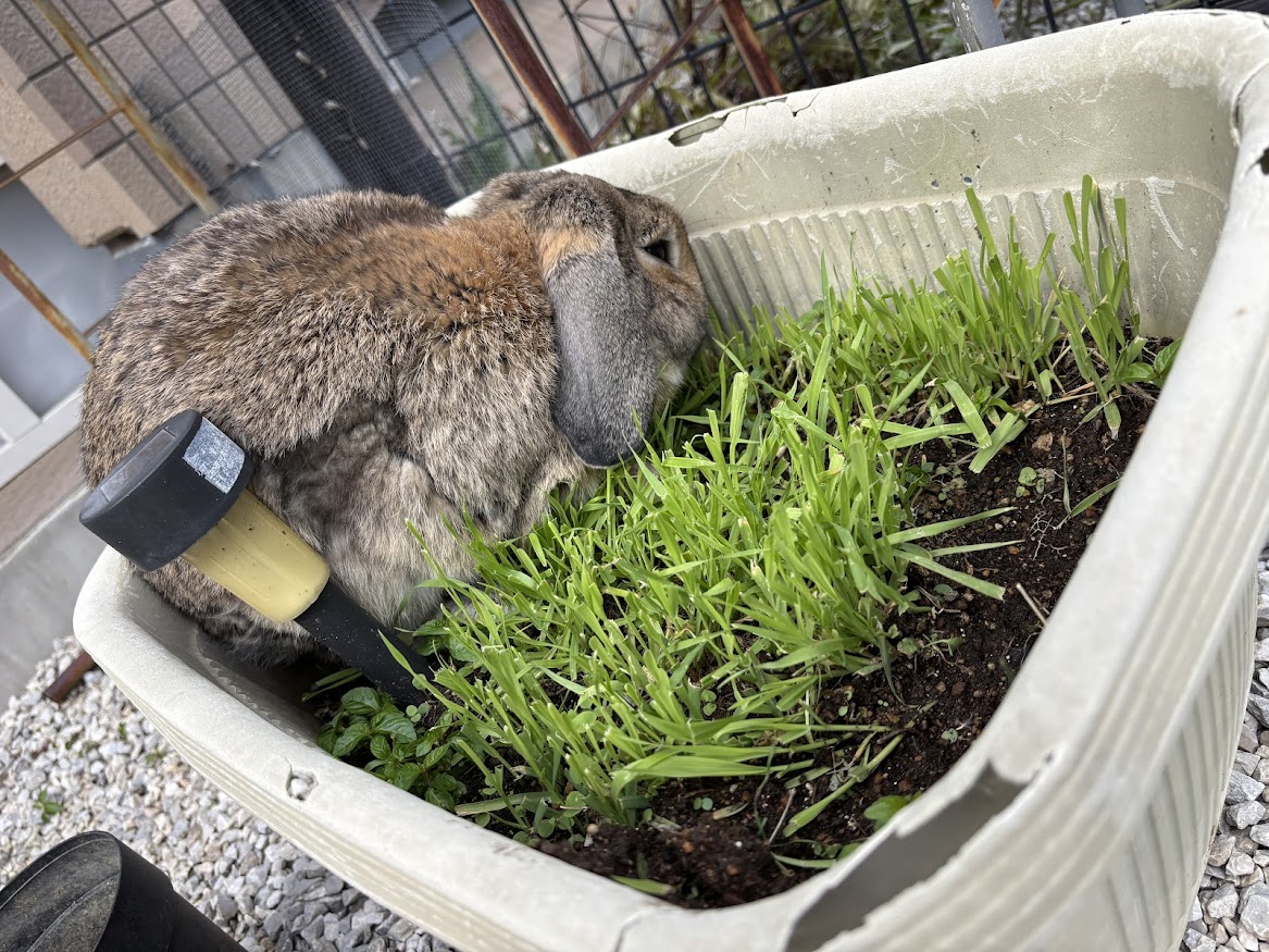 プランターの猫草を食べるウサギさん