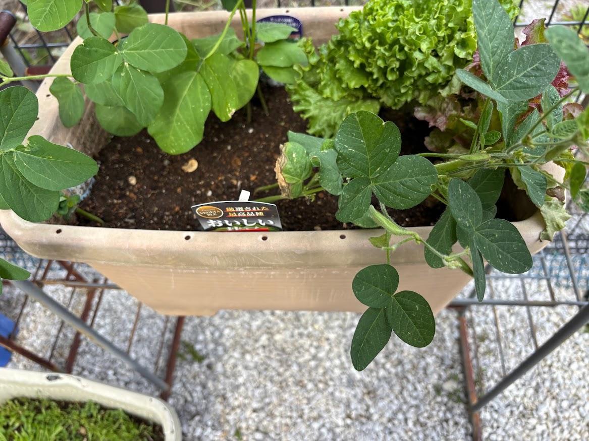 プランターに植えた枝豆類（最初からある程度育っているのを植えました）