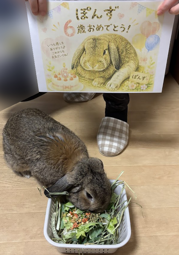 うさぎさんの誕生日月を祝うイラストとケーキ代わりのウサギさんお好みセット