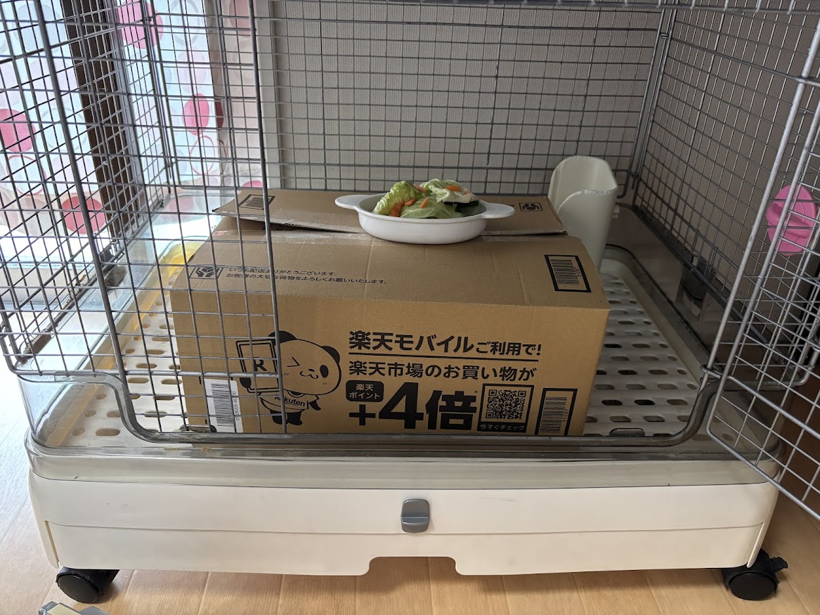 再びウサギさんの遺体を箱に入れて収納、ウサギさんケージにもどす