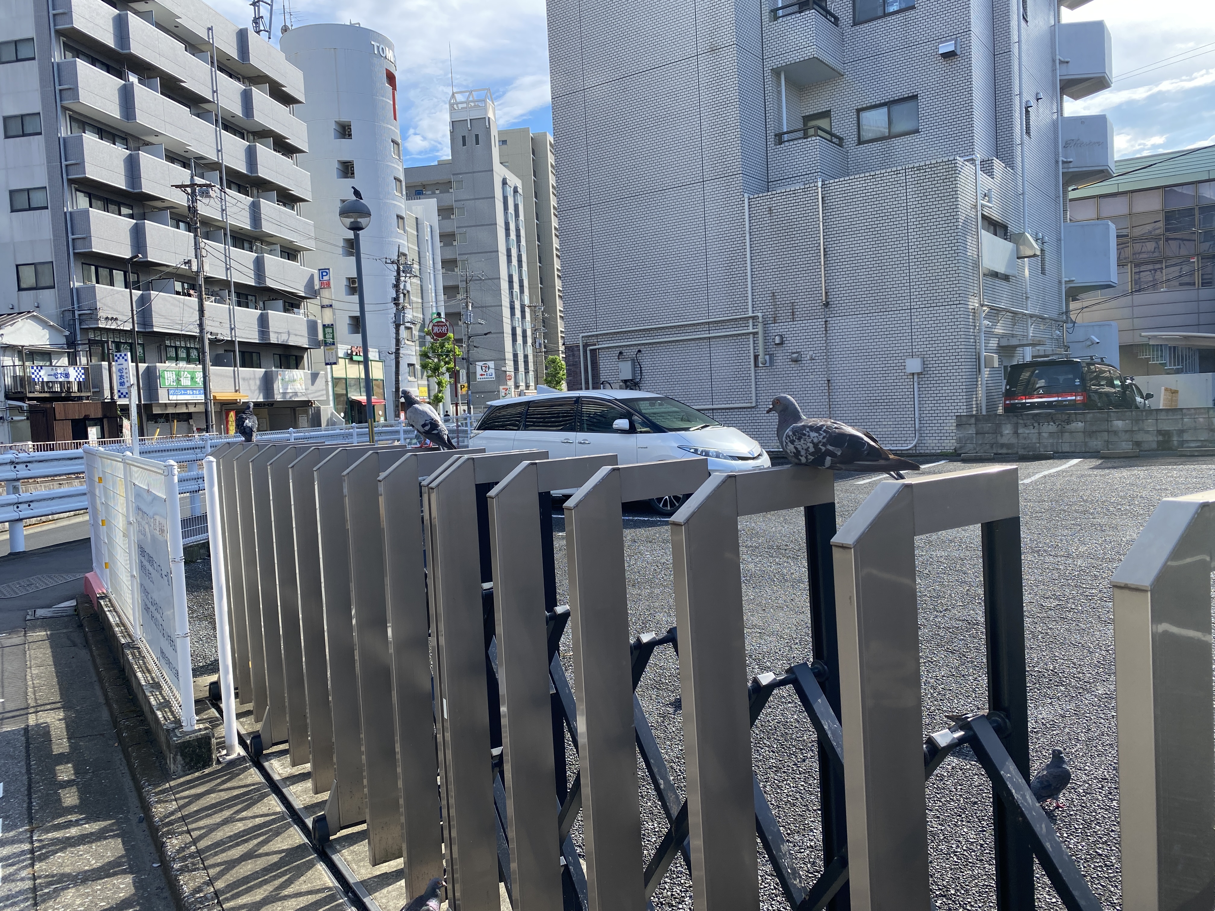 曳舟駅近くの鳩さん