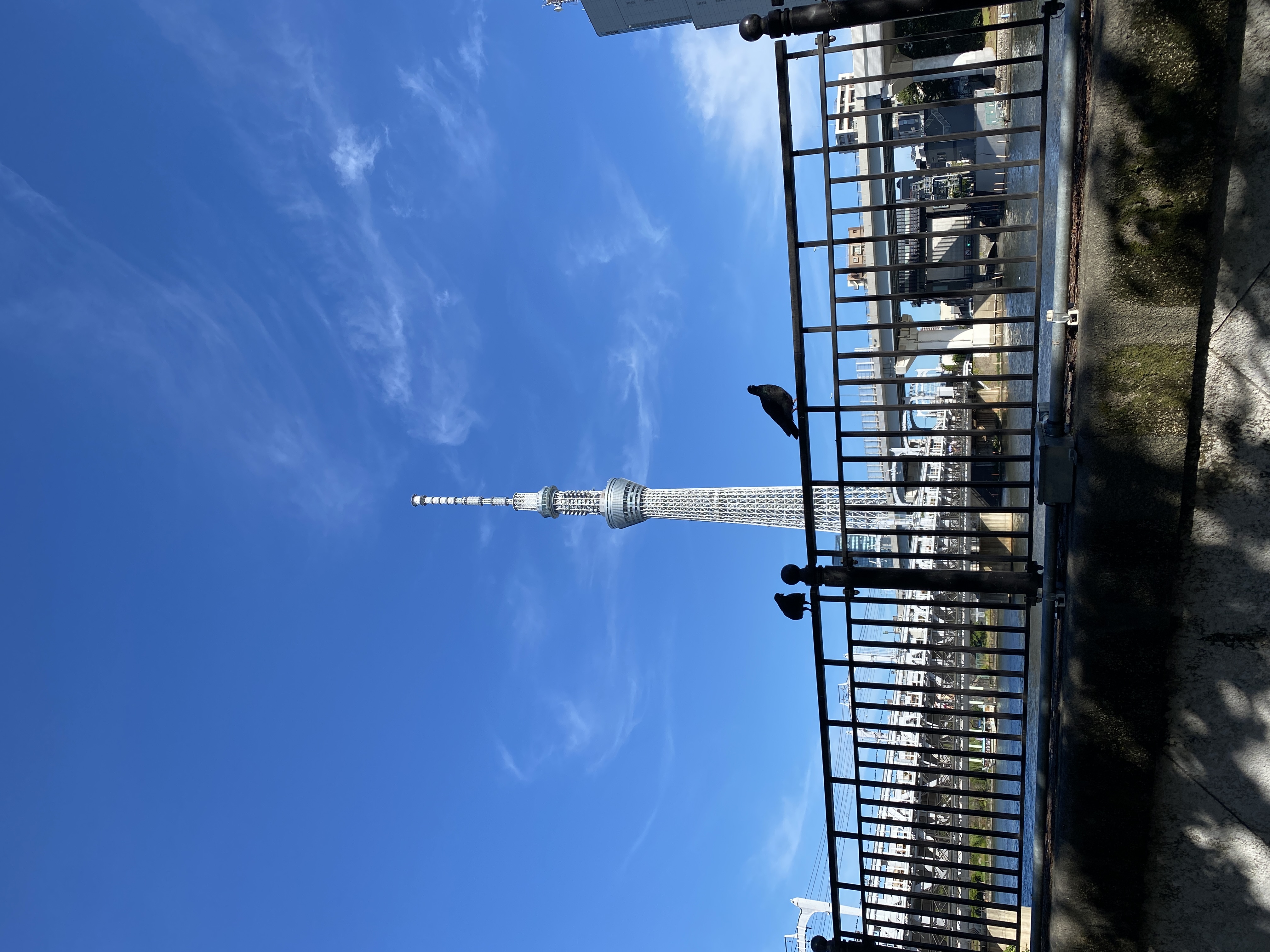 すみだリバーウォークから東京スカイツリーと鳩さん