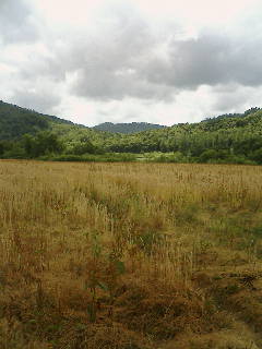 北海道 中川の大草原？