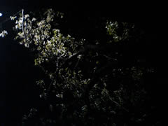 小金井公園夜の桜