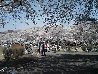 小金井公園　桜2