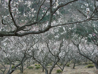 湯河原梅林（幕山公園）　梅の花七分咲き
