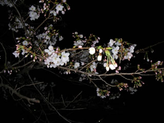 小金井公園の桜1　夜