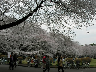 江戸東京たてもの園入り口近くの桜