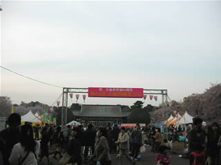 小金井公園　桜祭