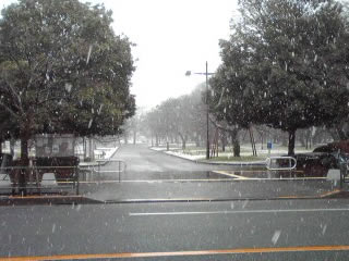 小金井公園の雪