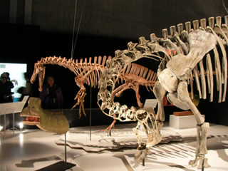 ニジェールサウルス