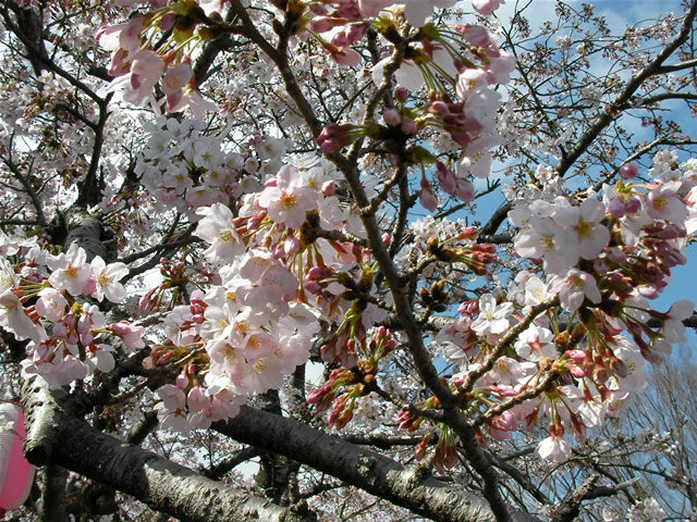 伊豆高原の桜2