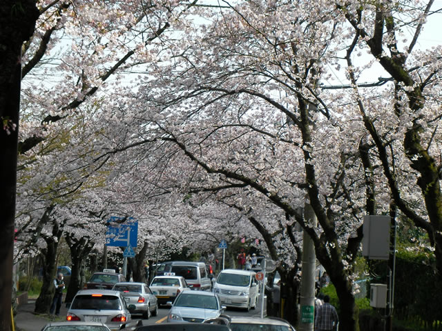伊豆高原の桜3　しいていえば車が邪魔