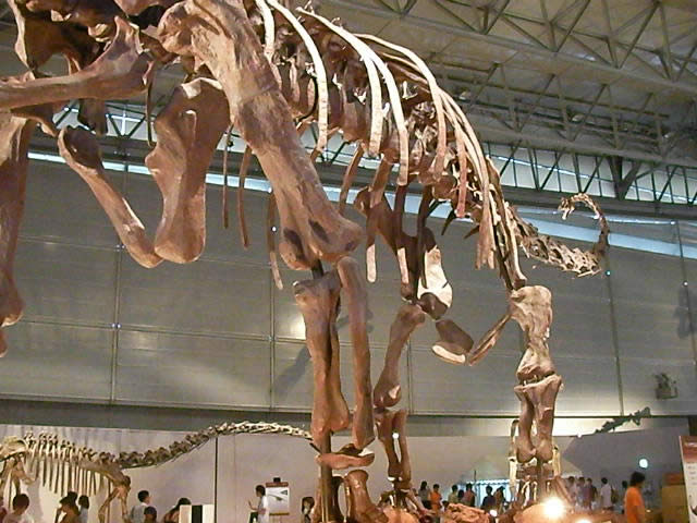 巨大マメンキサウルス