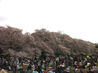 2011/04/10　小金井公園の桜2