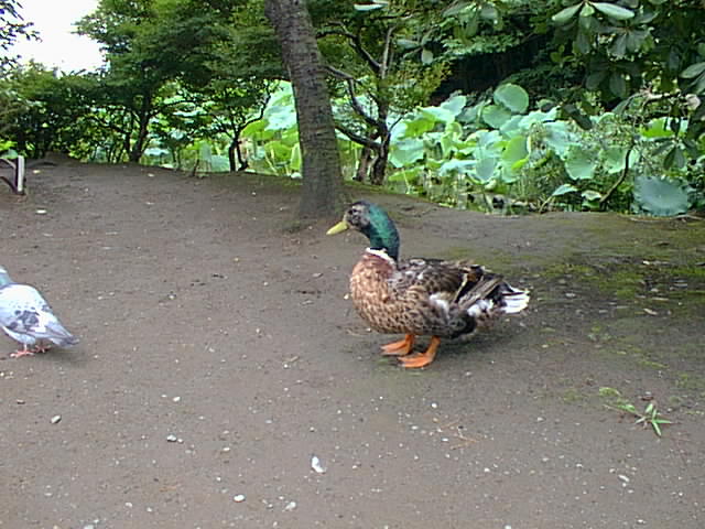 鶴岡八幡宮の鳥