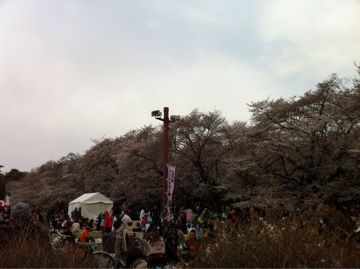 2012年小金井公園の桜