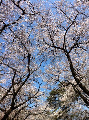 小金井公園桜2012