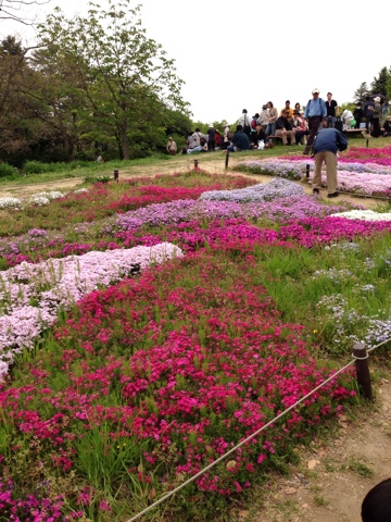 昭和記念公園の花