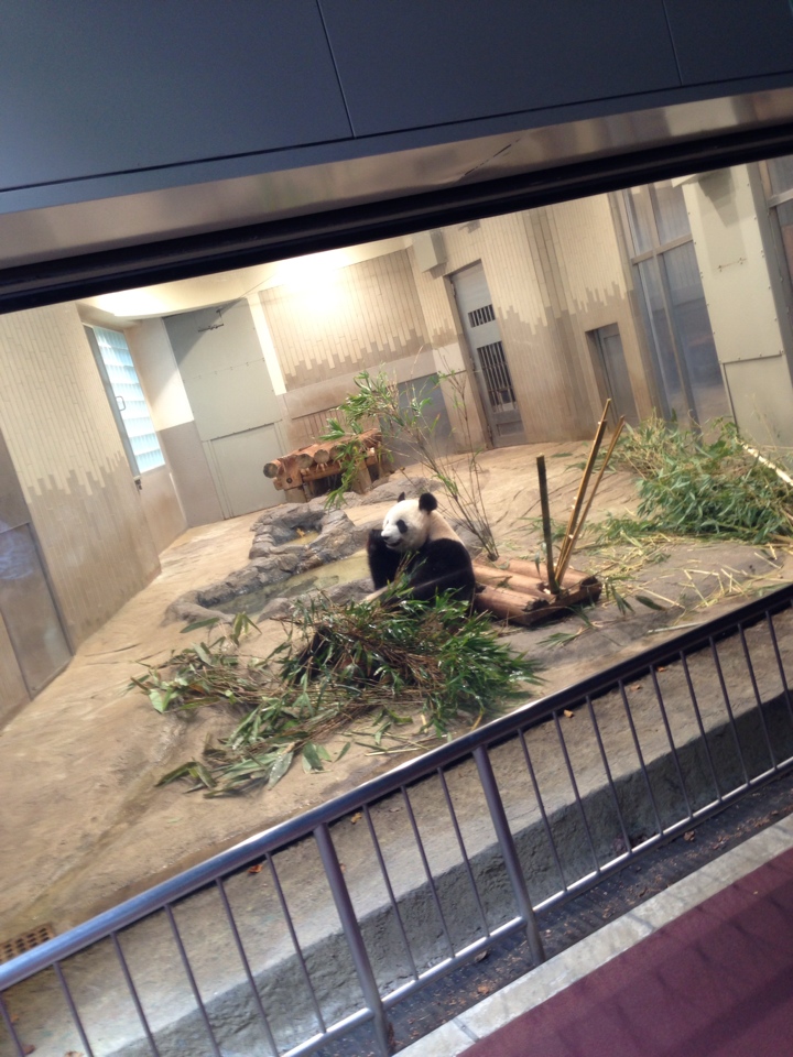 上野動物園パンダ3