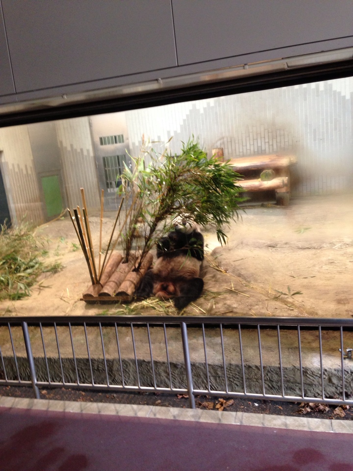 上野動物園パンダ1
