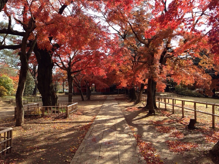 千葉県野田市清水公園の紅葉