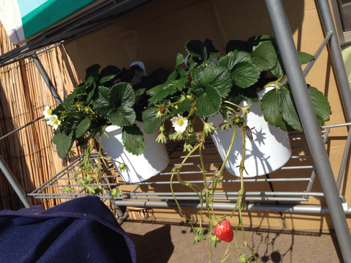 イチゴの植木